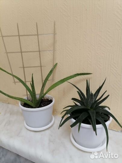 Комнатные растения цветы