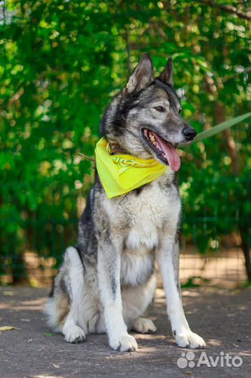 Собака Гром ждет родителей