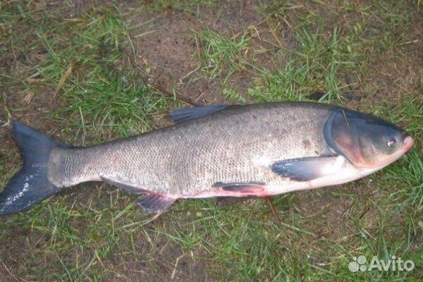 Живая рыба толстолобик белый и белый амур