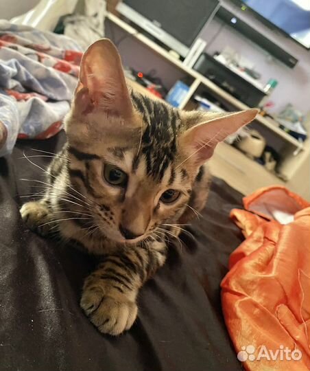 Бенгальские чистокровные котята