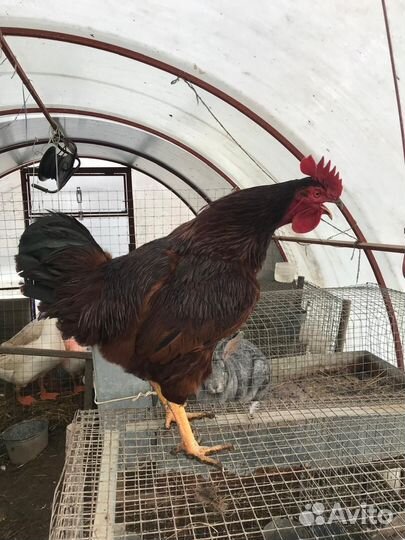 Петух Род-Айланд