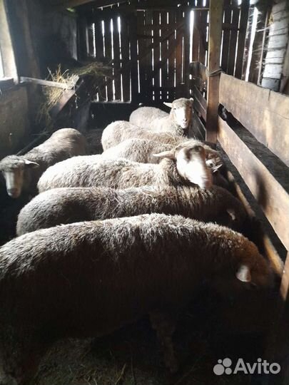 Овцы бараны ягнята
