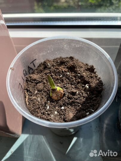 Гиппеаструм амариллис гиппиаструм