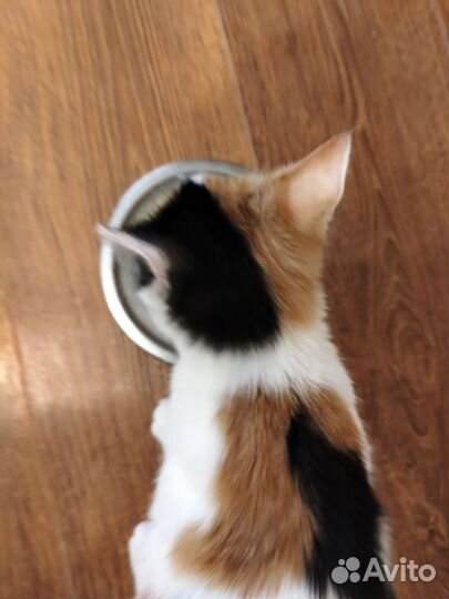 Котенок Кукла