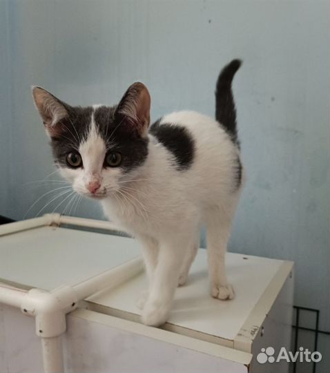 Котенок ищет дом