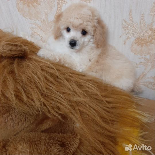 Щенки карликового пуделя