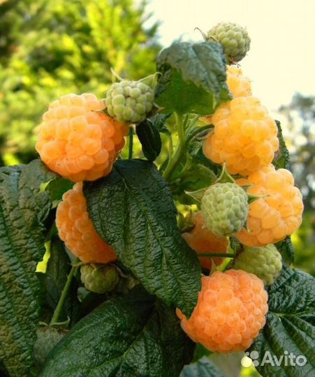 Саженцы желтой малины