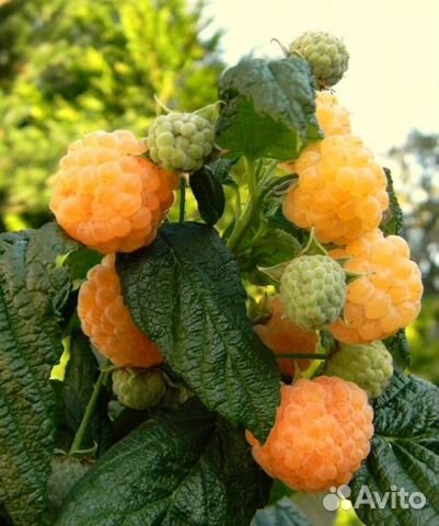 Саженцы желтой малины