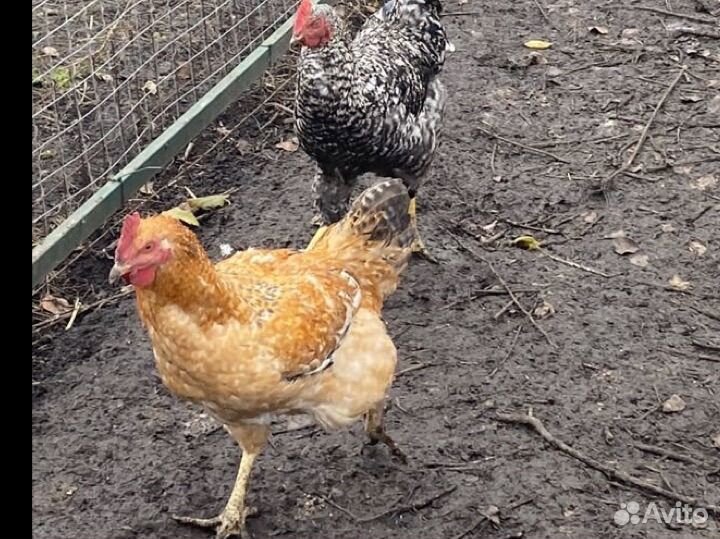 Петушки 5 мес