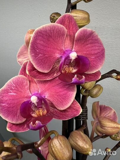 Орхидея фаленопсис