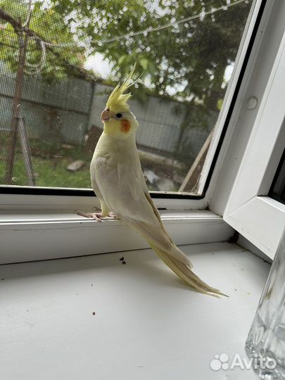 Попугай корелла