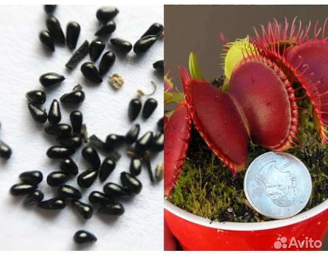 Семена Мухоловки Гигантская ловушка (Giant) 3 шт