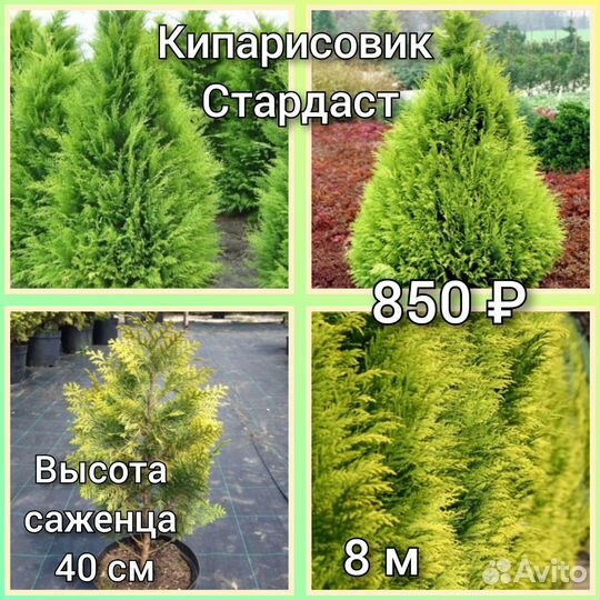 Кипарисовик