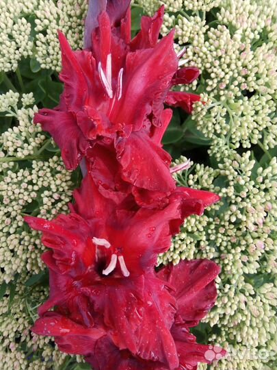 Гладиолусы, детки/ семена, цена за 10 шт