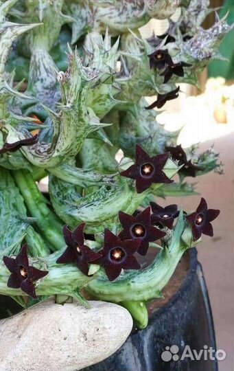 Караллума Каэспитоза