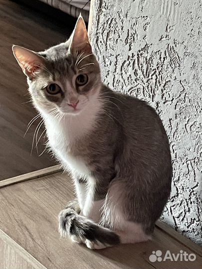 Кот в добрые руки