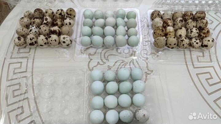 Перепела. Яйца перепелов