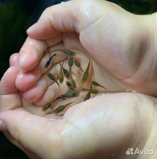 Гуппи. Аквариумные рыбки
