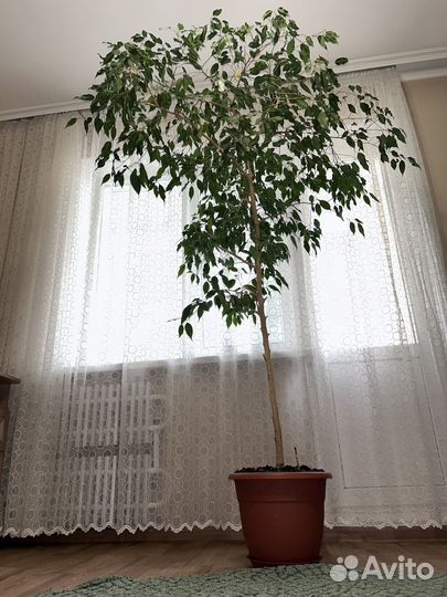 Фикус большой