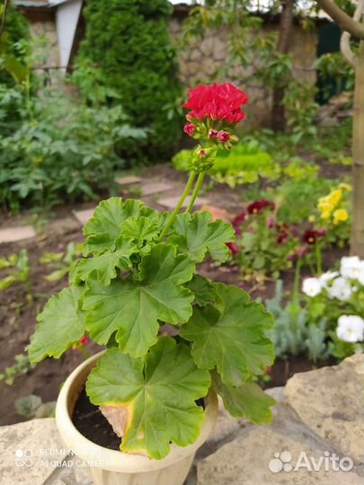 Герань сортовая розебудная