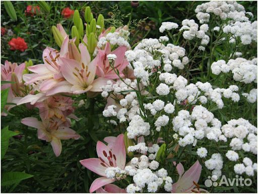 Саженцы Тысячелистник птармика