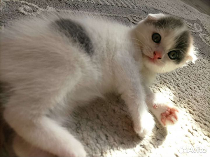 Шотландская