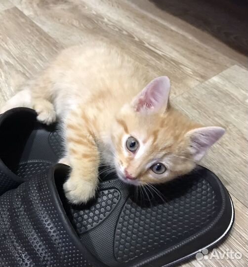 Рыжий котенок