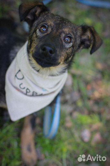 Щенок в добрые руки