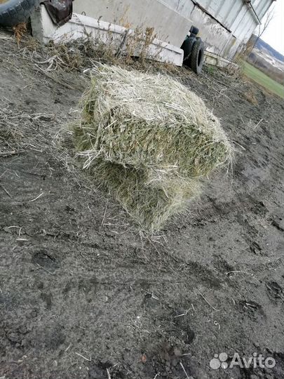 Сено степное