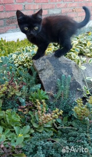 Котята мейн-кун