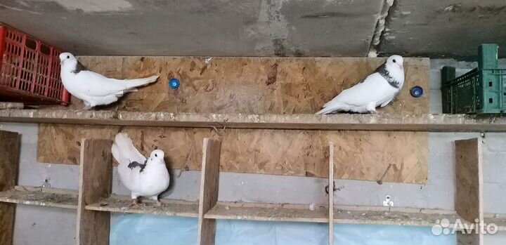 Ижевские голуби и спортивные