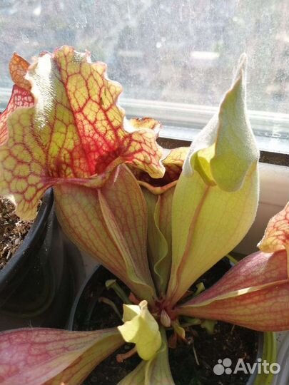 Мухоловки, непентосы, сарацении