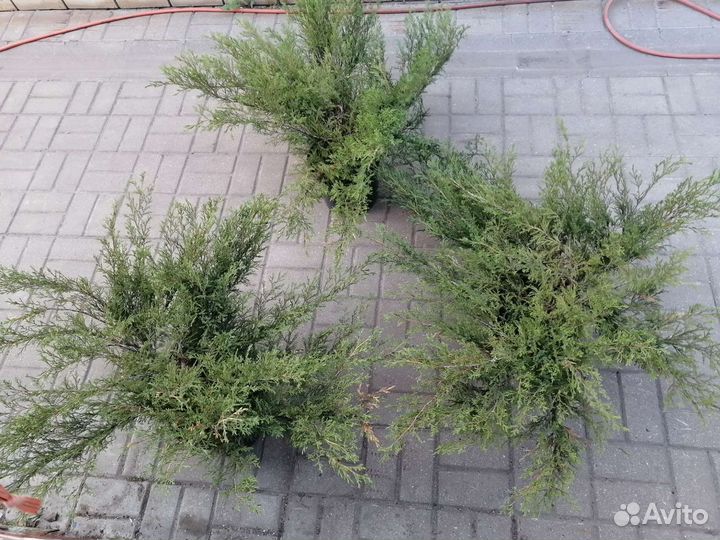 Можжевельник