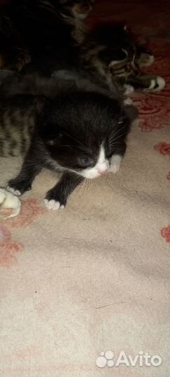Котята отдам даром
