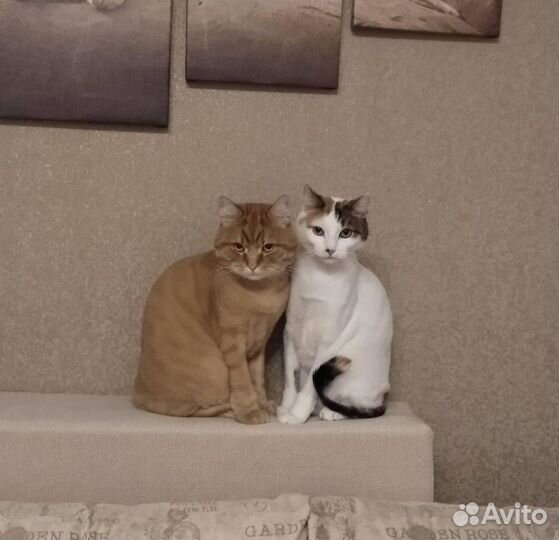 Квартирная передержка кошек (Юго-западный жм)