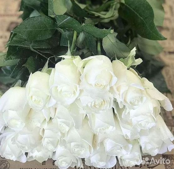 51 Роза, Букеты Цветы Розы 25 101 501 1001