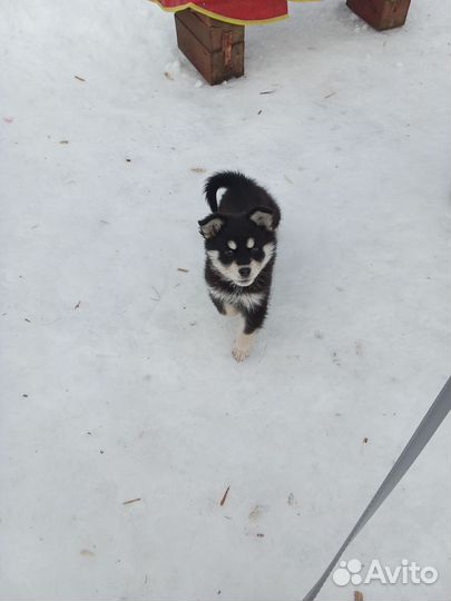 Маленькая собака в добрые руки бесплатно