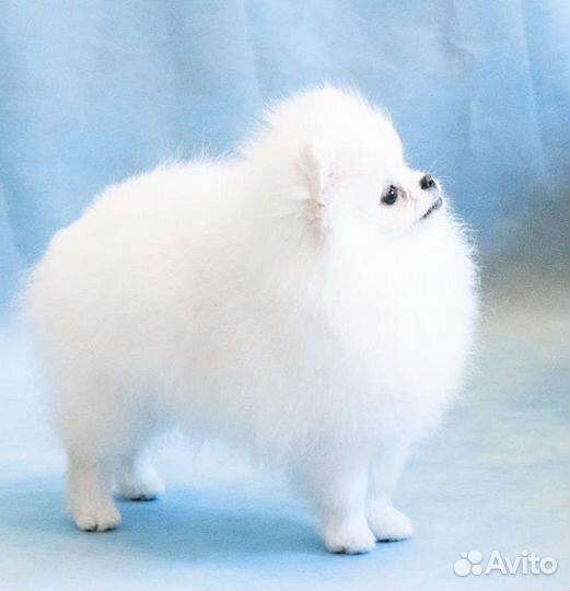 Белый померанский шпиц, мини, щенки