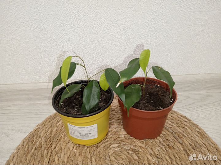 Фикус Бенджамина Даниэль