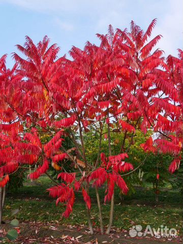 Семена редких деревьев и кустарников