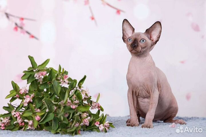 Сфинкс, эльф