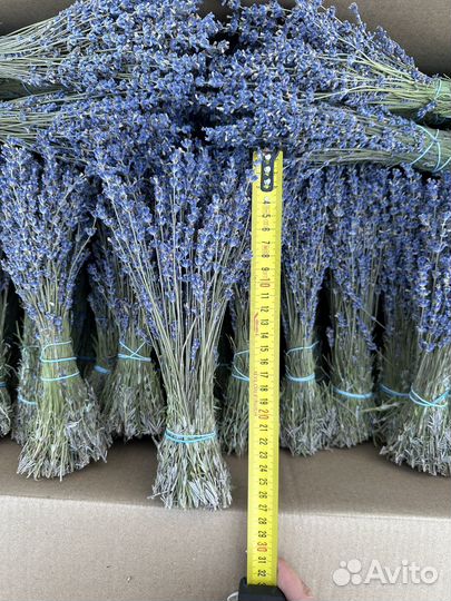 Лаванда сухоцвет
