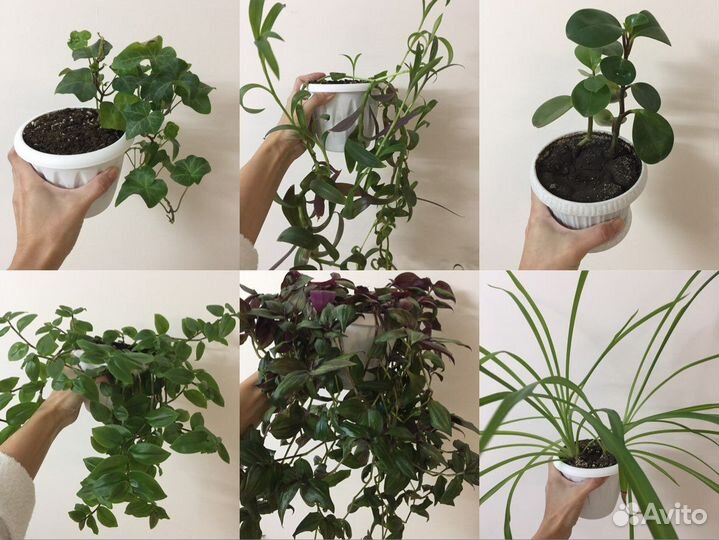 Комнатные растения