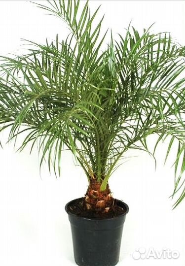 Продам финиковую пальму