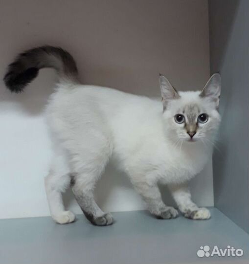 Кошка в дар бесплатно