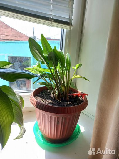 Фикус бенджамина и другие