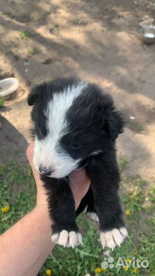 Щенки в добрые руки