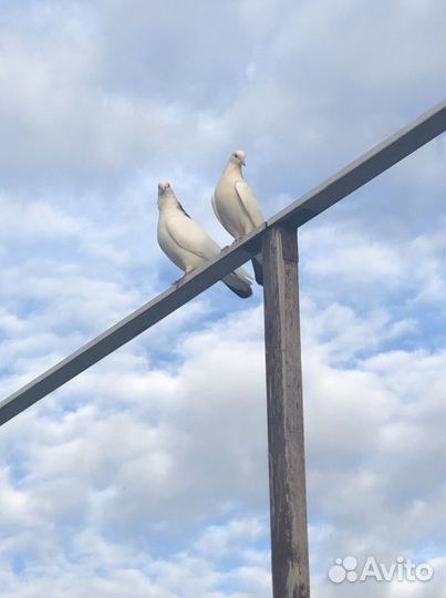 Голуби бакинцы- двухчубые. Агараны и Тасманы