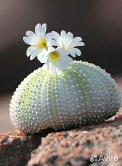 Панцири раковины морского ежа