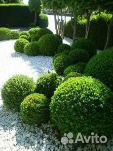 Самшит круглолистный